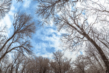upward view of the blue clear winter sky with clouds and the sun through the bare thin crowns of...