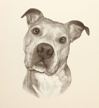 Portrait of American pit bull terrier dog in sanguine and pastel pencils. Animal Art collection: Dogs. Hand Painted Illustration of Pets. Design template. Good for banner, print T-shirt, card, pillow