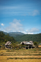 Fototapeta na wymiar Wooden shelters on rice field, Northern Thailand landscape