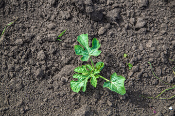 young watermelon seedlings growing on the vegetable bed
