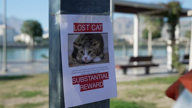 Schoolboy putting up missing pet banners.