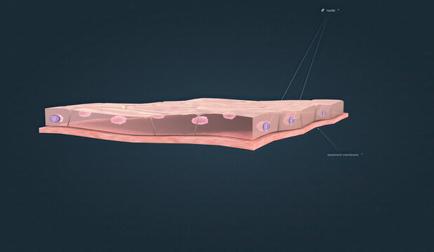 Simple Cuboidal Epithelium, This Type Of Epithelium Is Typically Found In Secreting Tissue And Kidney Tubules.