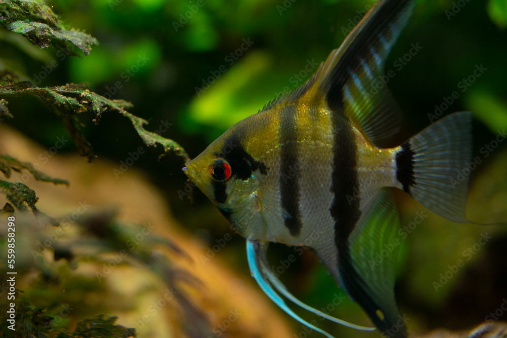 Canvas Prints Angelfish Pterophyllum scalare in a aquarium, freshwater aquarium