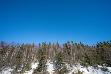 Forest along the road on the north coast of the St. Lawrence River