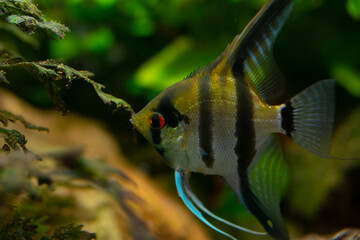 Angelfish Pterophyllum scalare in a aquarium, freshwater aquarium