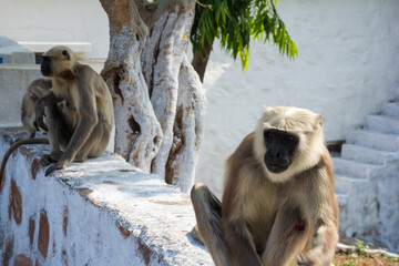 Gray langur monkeys, India