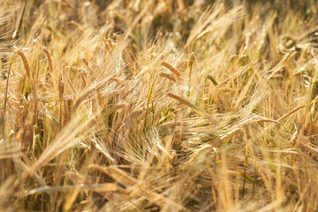 Detail of a spring sowing of cabada, a monocotyledonous plant of the Poaceae family