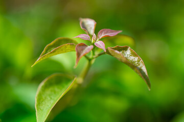 close up of leaf shoot