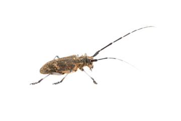 Longhorn beetle or longicorn Cerambycidae in PNG isolated on transparent background