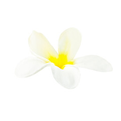 Naklejka na ściany i meble White flower from plumeria tree in PNG isolated on transparent background