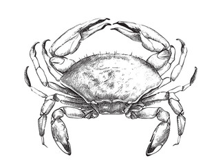Cute crab hand drawn engraving style sketch Vector illustration. - obrazy, fototapety, plakaty