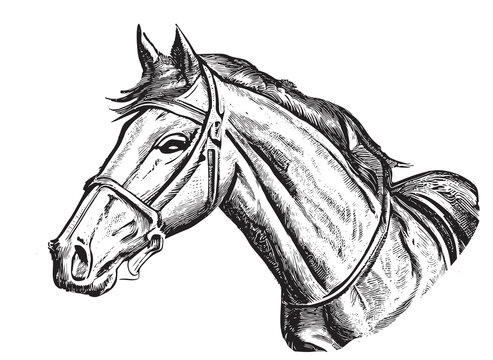 Horse head portrait sketch hand drawn engraving style Vector illustration