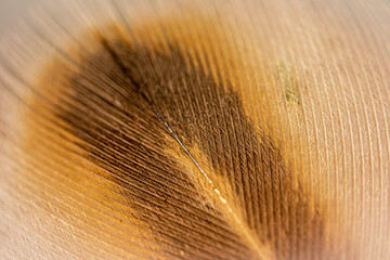 Feather detail macro close up shot