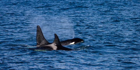 Group (pod) of beautiful killer whales swimming in Icelandic Fjords. Orcas were spotted near...