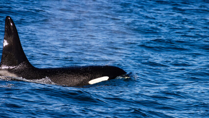 Beautiful, impressive large killer whale male emerging from the surface spotted up close in the...