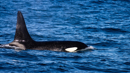 Beautiful, impressive large killer whale male emerging from the surface spotted up close in the Icelandic Fjords near Ólafsvík on the Snæfellsnes Peninsula, Iceland