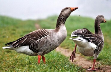 Graugänse am Elbufer