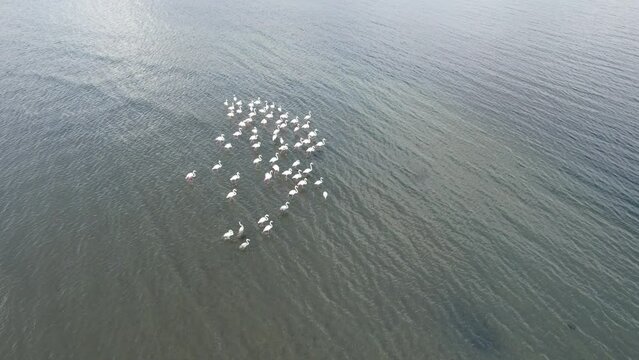flock of flamingo