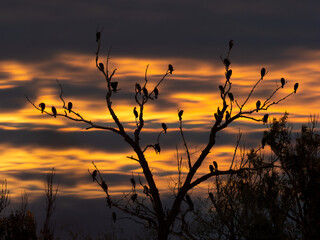 Fototapeta na wymiar Great Cormorant (Phalacrocorax carbo). Flock of sleeping birds.