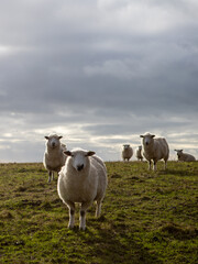 Obraz premium sheep in the field