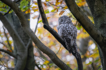 Ural owl sitting on branch (Strix uralensis). Autumn forest.