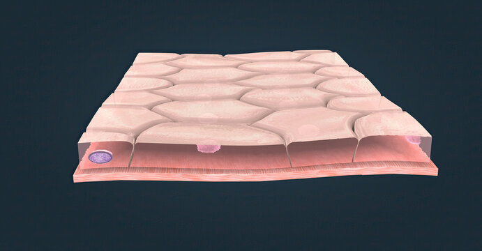 Simple Cuboidal Epithelium, This Type Of Epithelium Is Typically Found In Secreting Tissue And Kidney Tubules.