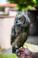 portrait of the African owl, Spotted Eagle-Owl - Bubo africanus also called African spotted eagle-owl, and African eagle-owl, is a medium-sized species of owl, 