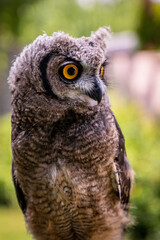 portrait of the African owl, Spotted Eagle-Owl - Bubo africanus also called African spotted...
