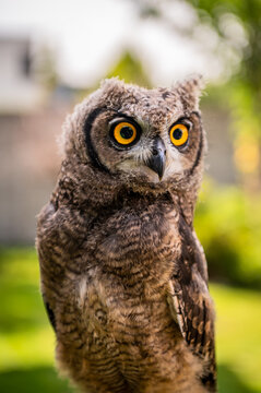 portrait of the African owl, Spotted Eagle-Owl - Bubo africanus also called African spotted eagle-owl, and African eagle-owl, is a medium-sized species of owl, 