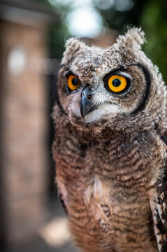 portrait of the African owl, Spotted Eagle-Owl - Bubo africanus also called African spotted eagle-owl, and African eagle-owl, is a medium-sized species of owl, 