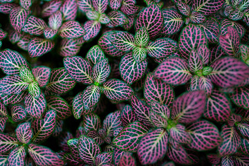 Fototapeta premium the detail of tropic plant - botanic texture