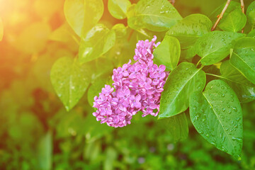 Big lilac branch bloom. Bright blooms of spring lilacs bush. Spring blue lilac flowers close-up on blurred background.