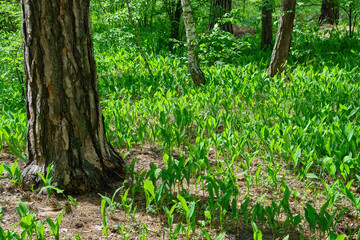 Forest landyshi- thick fragrant thickets of delicate flowers against a background of pine forest in May and April. In Ukraine, it is rare flowers