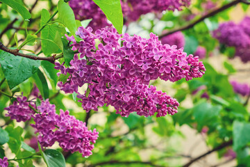 A branch of lilac lilac on a background of green leaves.