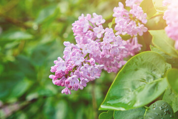 A branch of lilac lilac on a background of green leaves.