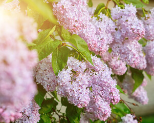 Big lilac branch bloom. Bright blooms of spring lilacs bush. Spring blue lilac flowers close-up on blurred background.