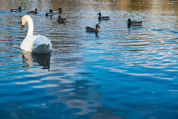 swan on the lake, romantic landscape	