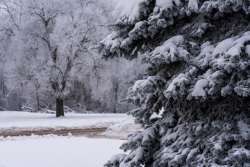 Fototapeta na wymiar Winter view, frost on spruce branches