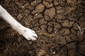 A dog standing on dried and cracked soil