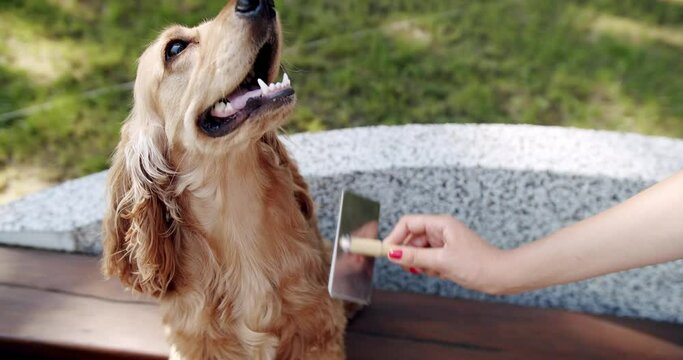 The woman's hand combed the dog with combs. The pretty dog poses nicely. weekend picnic. A beautiful brown haired dog is sitting on the street. English cocker spaniel rests outdoors.