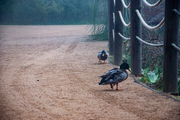 duck on the fence