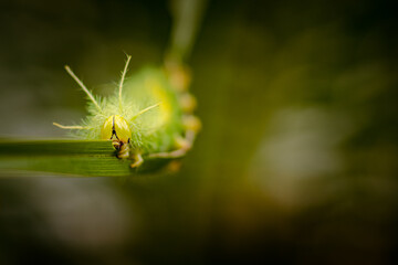 Sao Paulo, SP, Brazil - December 21 2022: Green caterpillar eating leaf details.