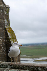 seagull on a wall