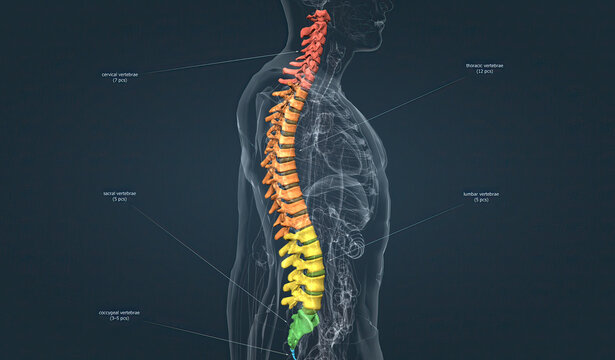 Spinal Cord Images – Browse 22,941 Stock Photos, Vectors, and Video | Adobe  Stock
