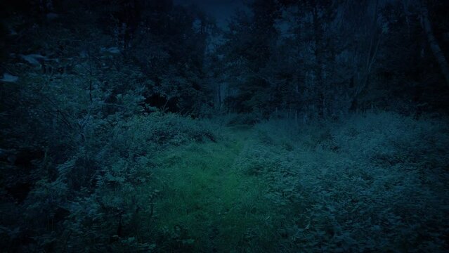 Walking In Fantasy Dark Woodland