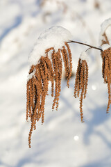 Schneebedeckter Wald Geisbart