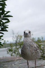 seagull on the beach