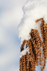 Wald Geisbart im Winter