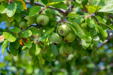 Crabapples Growing On The Tree In August