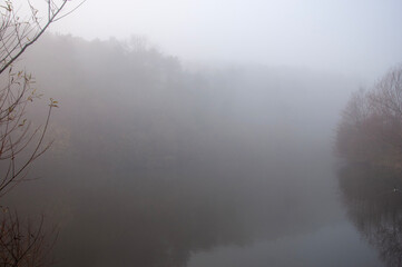 fog in the forest